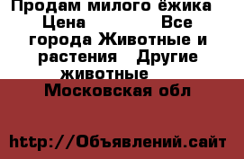 Продам милого ёжика › Цена ­ 10 000 - Все города Животные и растения » Другие животные   . Московская обл.